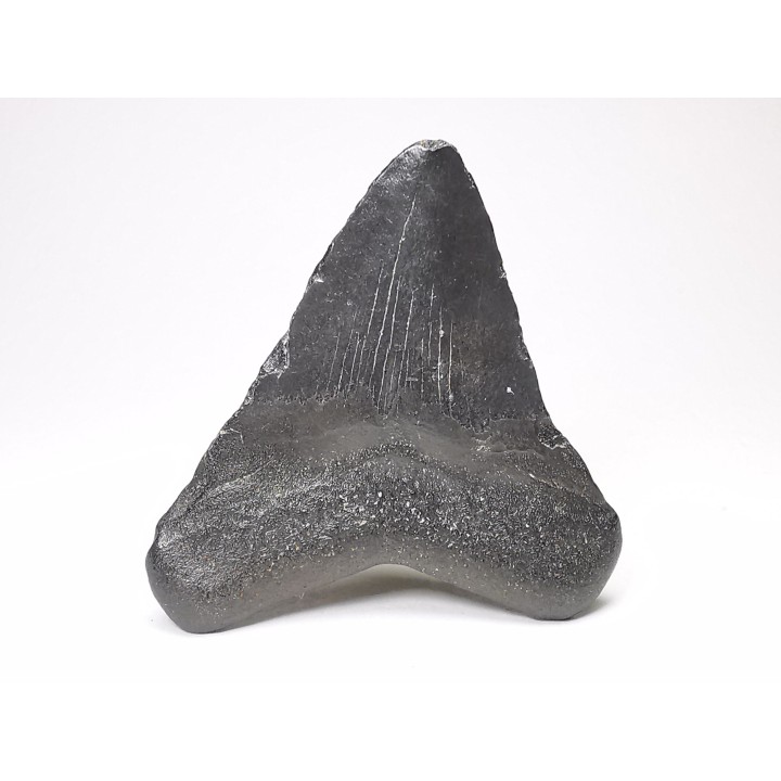 Dent de requin: Carcharodon megalodon, Miocène (USA)