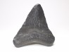 Dent de requin: Carcharodon megalodon, Miocène (USA)