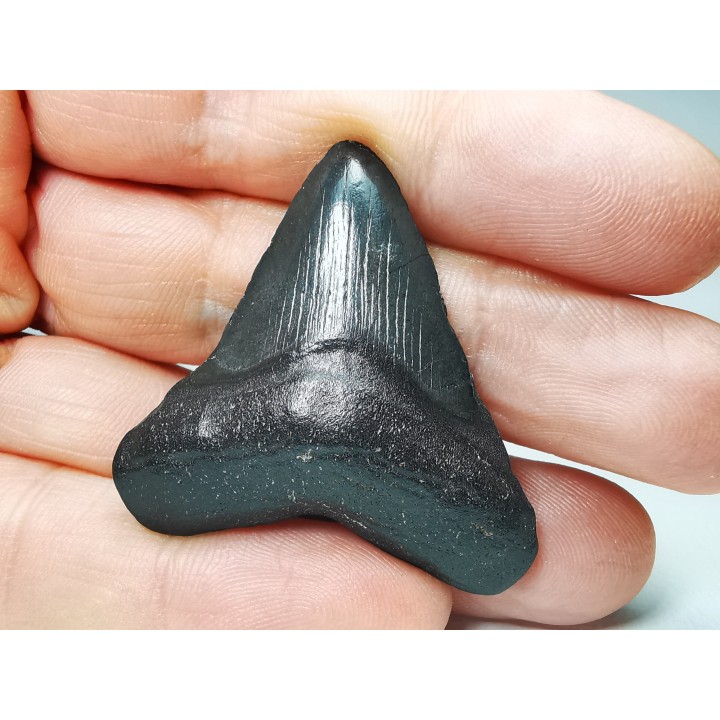 shark teeth: Carcharodon megalodon - Miocene (USA)