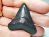 Dent de requin: Carcharodon megalodon, Miocène (USA)