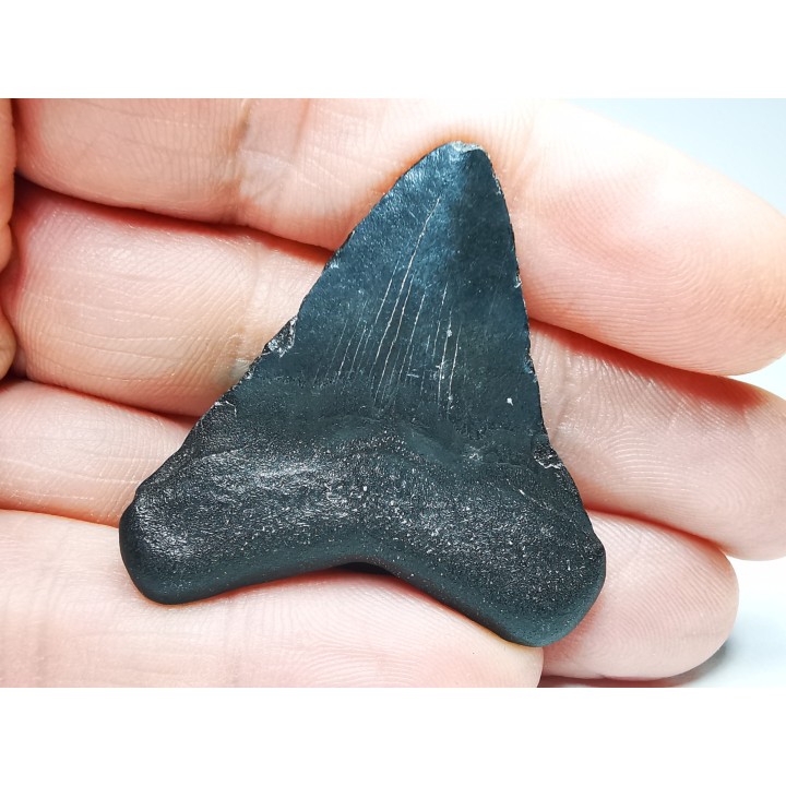shark teeth: Carcharodon megalodon - Miocene (USA)