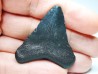 shark teeth: Carcharodon megalodon - Miocene (USA)