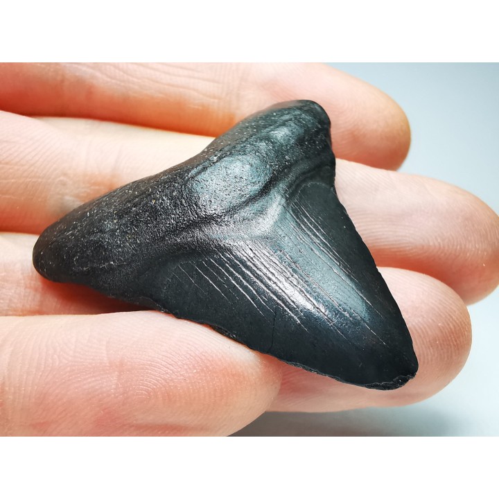 shark teeth: Carcharodon megalodon - Miocene (USA)