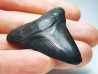 Dent de requin: Carcharodon megalodon, Miocène (USA)