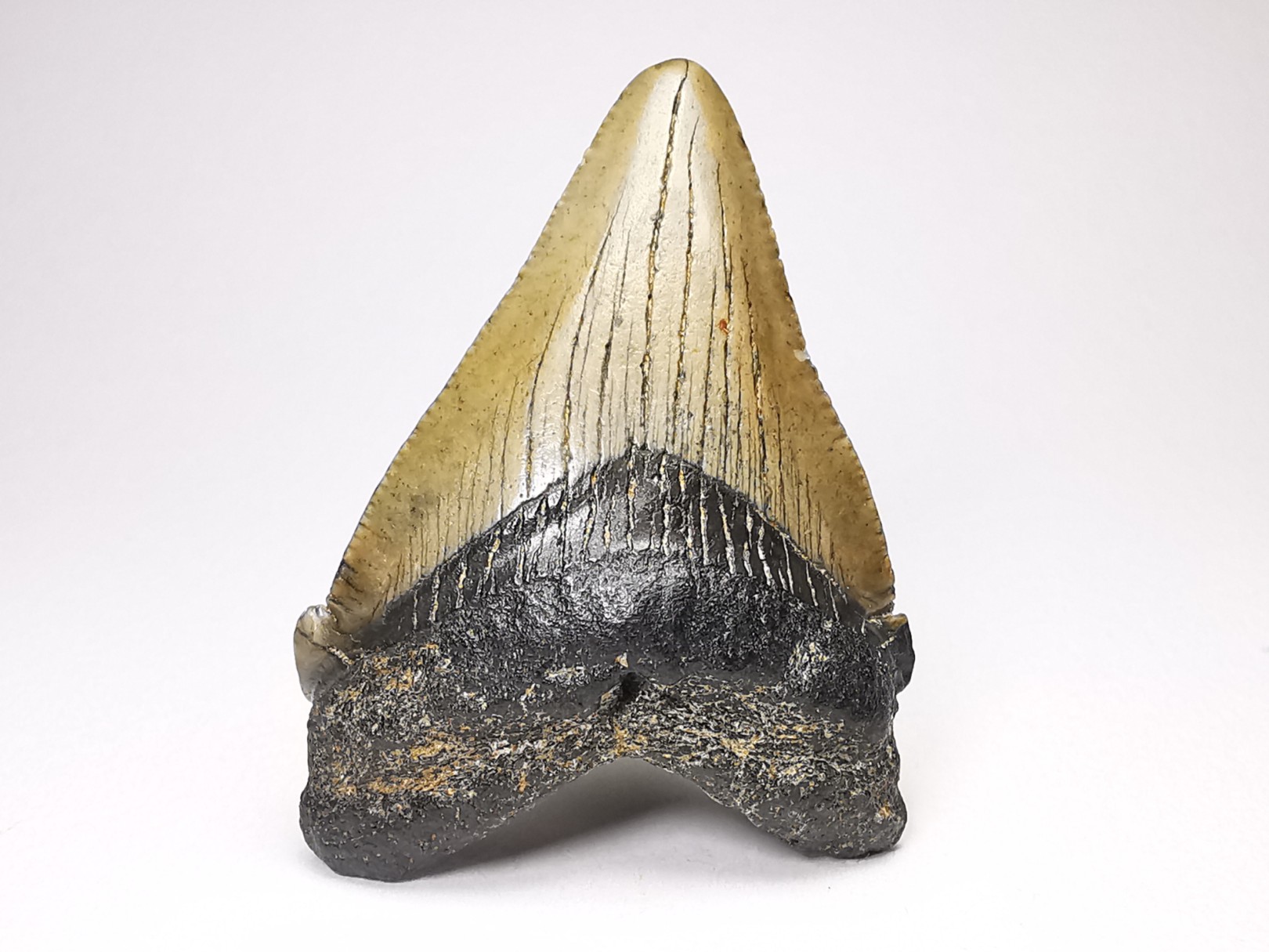 Dent de requin: Carcharodon megalodon, Miocène (USA)