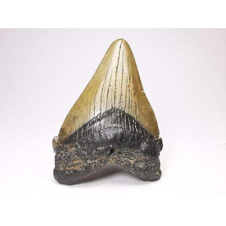 shark teeth: Carcharodon megalodon - Miocene (USA)