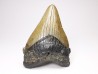 Dent de requin: Carcharodon megalodon, Miocène (USA)