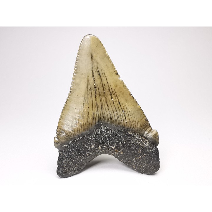 shark teeth: Carcharodon megalodon - Miocene (USA)
