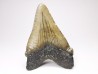 Dent de requin: Carcharodon megalodon, Miocène (USA)