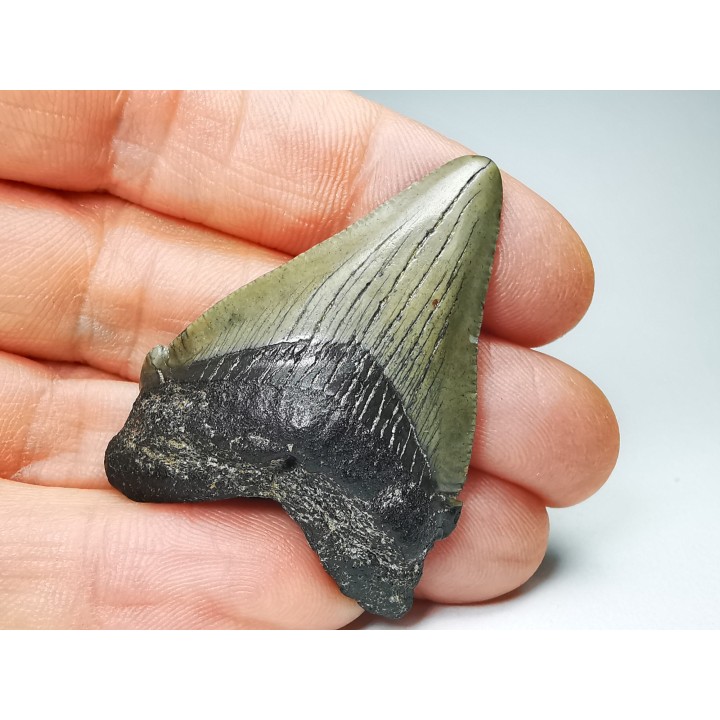 shark teeth: Carcharodon megalodon - Miocene (USA)