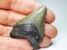 Dent de requin: Carcharodon megalodon, Miocène (USA)