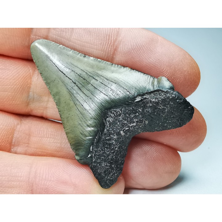 shark teeth: Carcharodon megalodon - Miocene (USA)