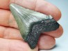 Dent de requin: Carcharodon megalodon, Miocène (USA)