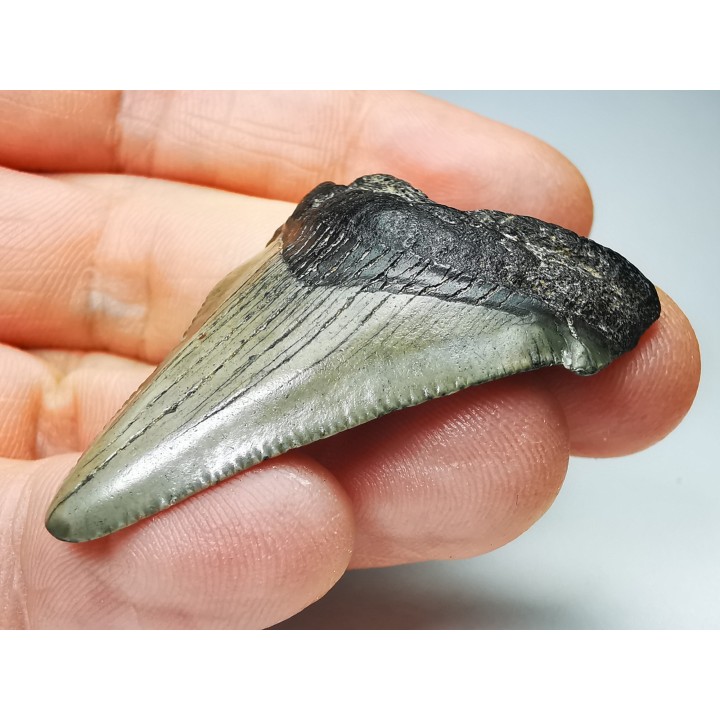 Dent de requin: Carcharodon megalodon, Miocène (USA)
