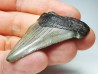 Dent de requin: Carcharodon megalodon, Miocène (USA)