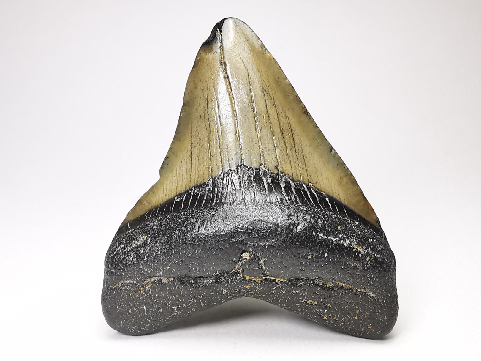 shark teeth: Carcharodon megalodon - Miocene (USA)