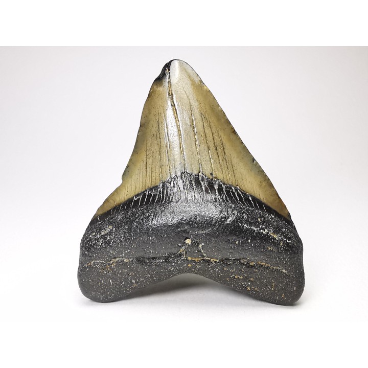 shark teeth: Carcharodon megalodon - Miocene (USA)