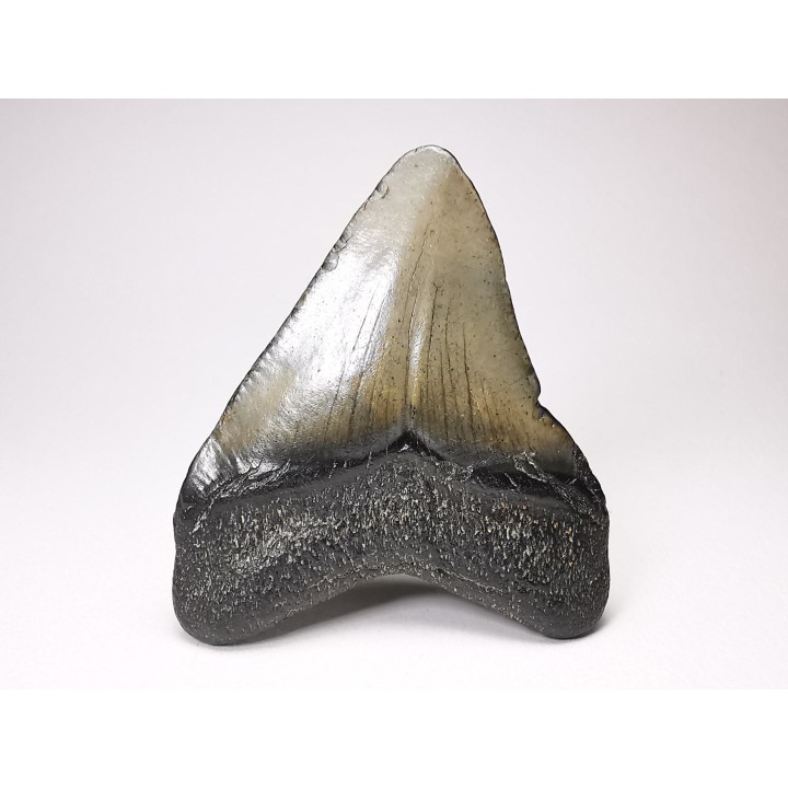 Dent de requin: Carcharodon megalodon, Miocène (USA)