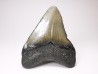 shark teeth: Carcharodon megalodon - Miocene (USA)