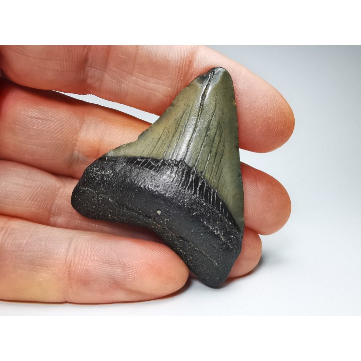 shark teeth: Carcharodon megalodon - Miocene (USA)
