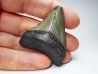 Dent de requin: Carcharodon megalodon, Miocène (USA)