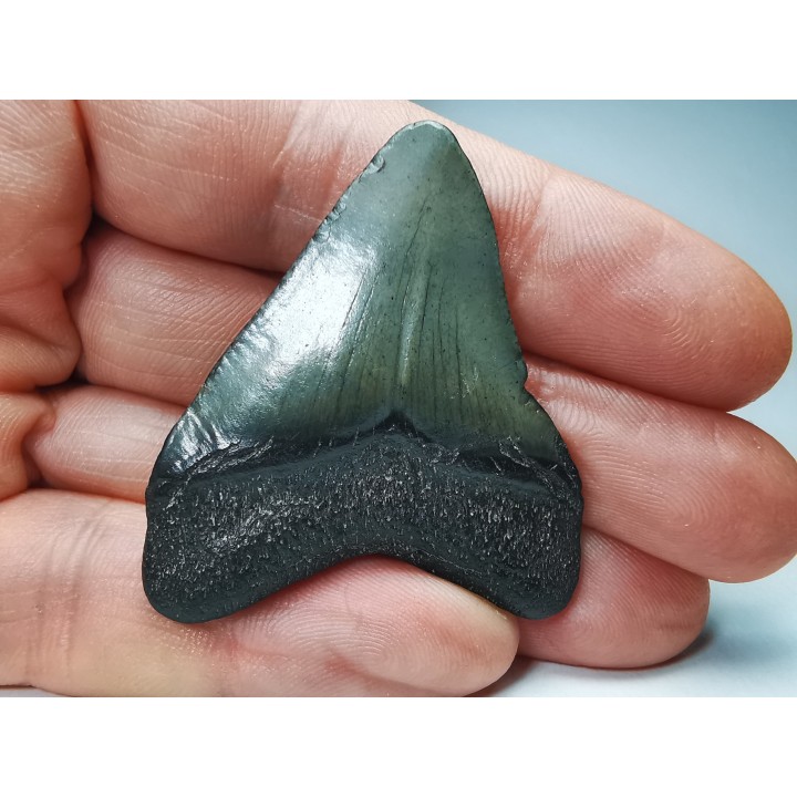 shark teeth: Carcharodon megalodon - Miocene (USA)