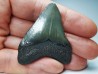 shark teeth: Carcharodon megalodon - Miocene (USA)