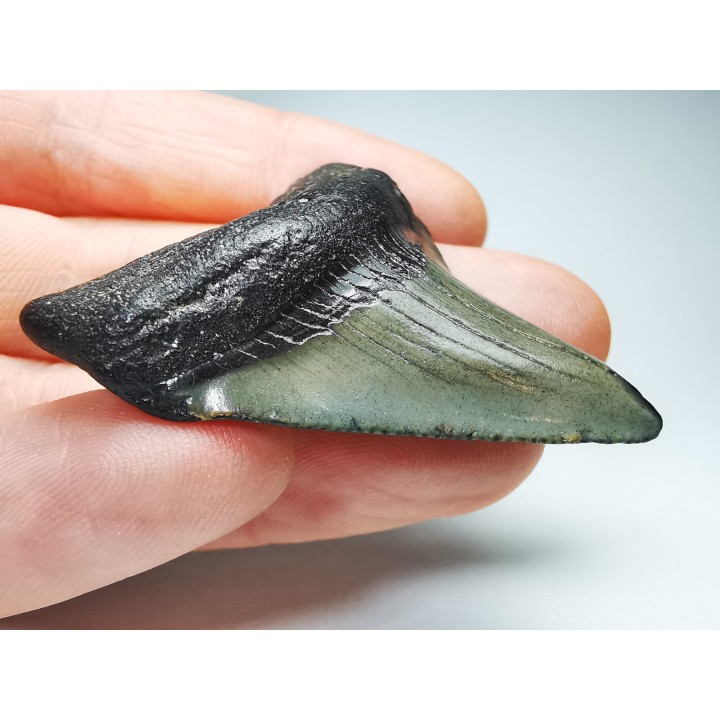 shark teeth: Carcharodon megalodon - Miocene (USA)