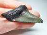 shark teeth: Carcharodon megalodon - Miocene (USA)