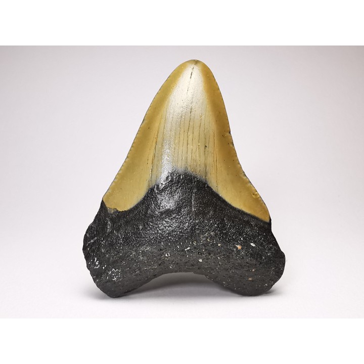 Dent de requin: Carcharodon megalodon, Miocène (USA)