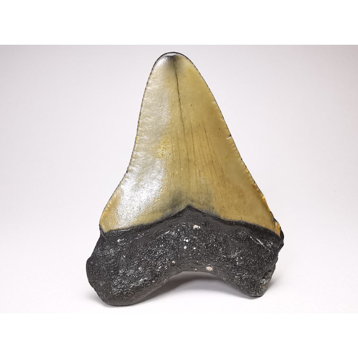 Dent de requin: Carcharodon megalodon, Miocène (USA)