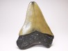 Dent de requin: Carcharodon megalodon, Miocène (USA)
