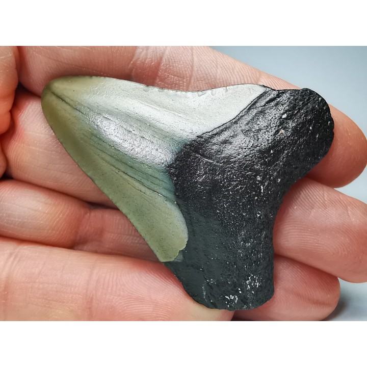 shark teeth: Carcharodon megalodon - Miocene (USA)