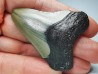 Dent de requin: Carcharodon megalodon, Miocène (USA)