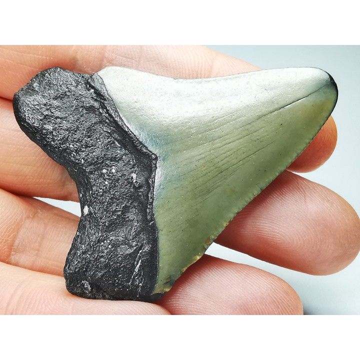 Dent de requin: Carcharodon megalodon, Miocène (USA)