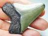shark teeth: Carcharodon megalodon - Miocene (USA)