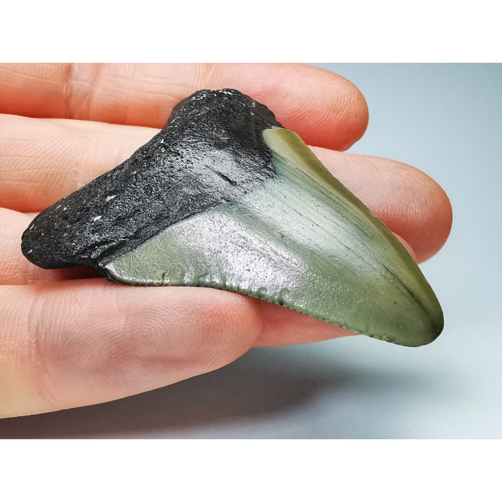 Dent de requin: Carcharodon megalodon, Miocène (USA)