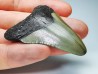 Dent de requin: Carcharodon megalodon, Miocène (USA)