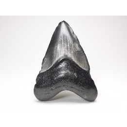 shark teeth: Carcharodon megalodon - Miocene (USA)