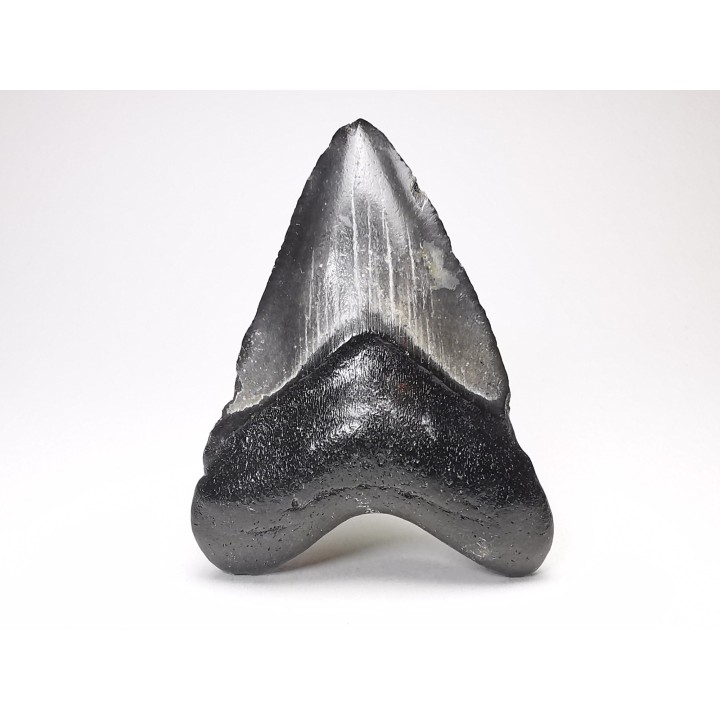 shark teeth: Carcharodon megalodon - Miocene (USA)