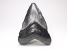shark teeth: Carcharodon megalodon - Miocene (USA)