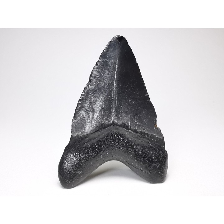 shark teeth: Carcharodon megalodon - Miocene (USA)
