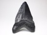 shark teeth: Carcharodon megalodon - Miocene (USA)