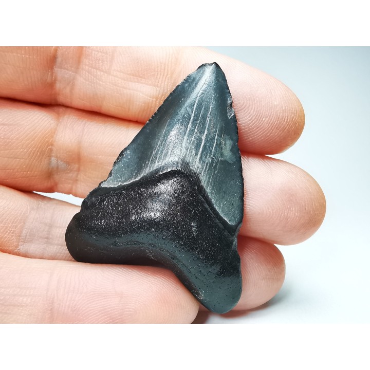 Dent de requin: Carcharodon megalodon, Miocène (USA)