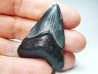 Dent de requin: Carcharodon megalodon, Miocène (USA)