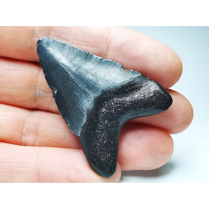 Dent de requin: Carcharodon megalodon, Miocène (USA)