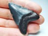 Dent de requin: Carcharodon megalodon, Miocène (USA)
