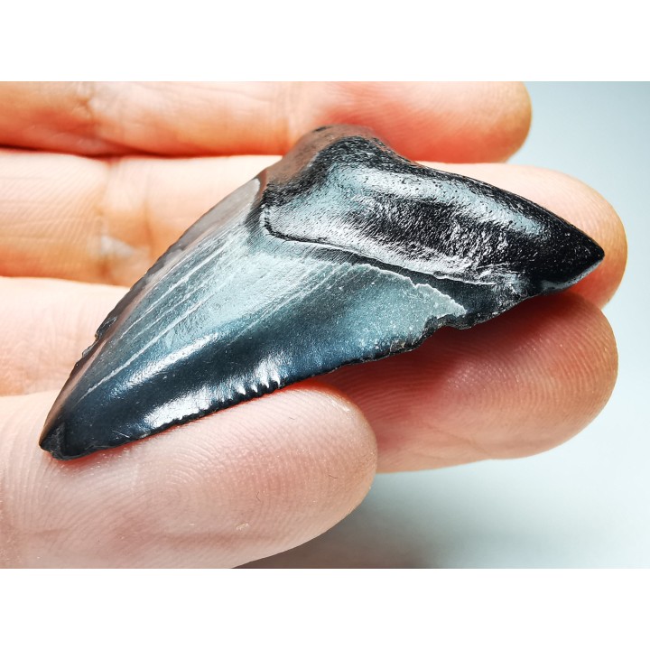 shark teeth: Carcharodon megalodon - Miocene (USA)