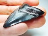 shark teeth: Carcharodon megalodon - Miocene (USA)