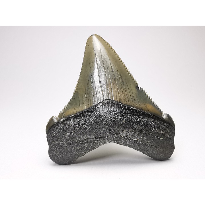 Dent de requin: Carcharodon megalodon, Miocène (USA)